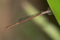 Agriocnemis argentea female-1